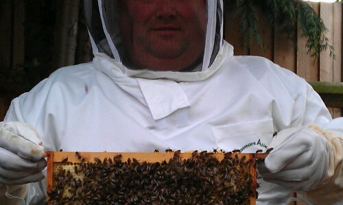Transferring frame of bee's