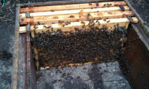 remaining frames left in brood chamber